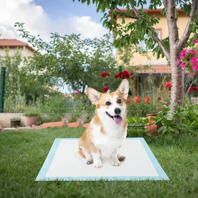 Giantex Alese Jetable Chien Séchage Rapide, Anti-Fuite,Tapis Éducateur