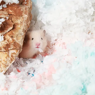 Sciure de litière en papier pour animaux de compagnie, 450 g