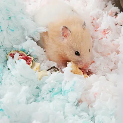 UAMLY Sciure de litière en papier pour animaux de compagnie, 450 g