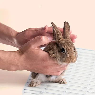 Bac à litière pour lapin, apprentissage de la propreté