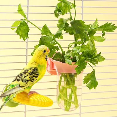 UAMLY Botella hidropónica Parrot, proveedor de verduras