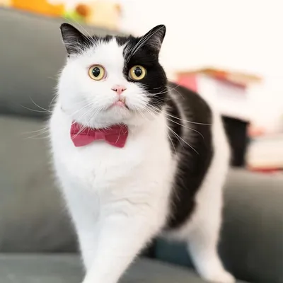 KPYTE Collier à nœud pour chat