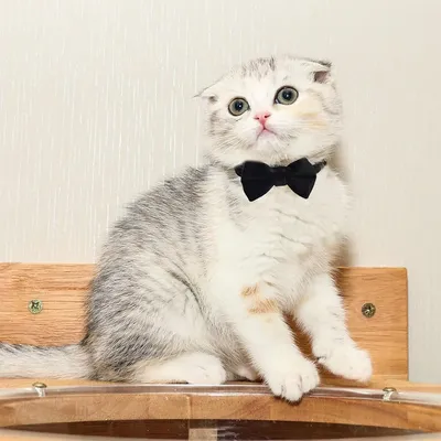 KPYTE Collier à nœud pour chat