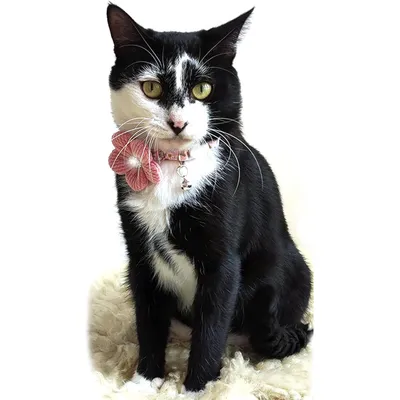 KPYTE Collier réglable pour chat