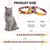 KPYTE Collier pour chat avec clochette