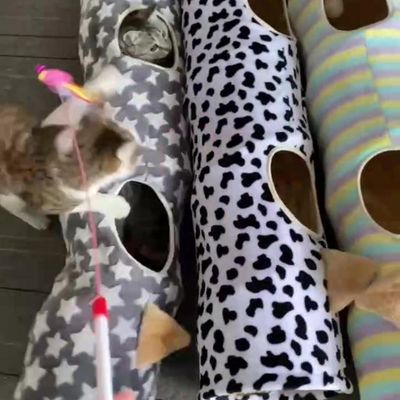 Jouet tubulaire en peluche pour animaux de compagnie, Étoile