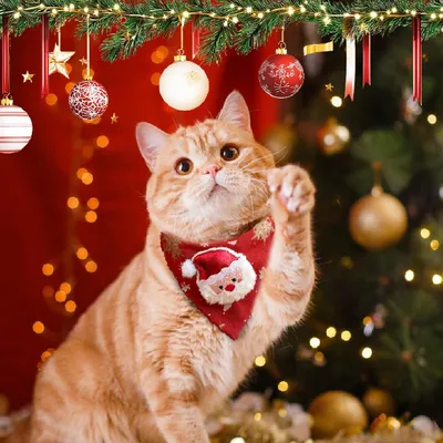 KPYTE Bandana de Noël pour chat et chien