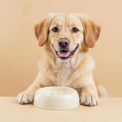 UAMLY Comedero anti-tragadores para gatos, comedero anti-vómitos