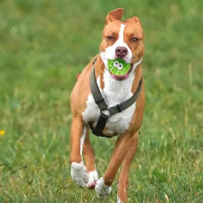 KPYTE Balle sonore en latex pour chien