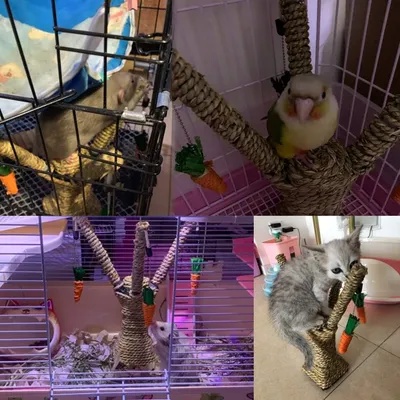 Arbre à chat, Pendentif carotte