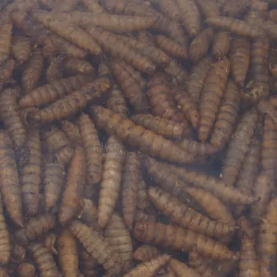 Flamingo - Larves séchées 540 g Oiseaux vivant à l'extérieur