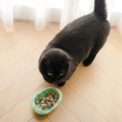 Gamelle colorée à alimentation lente pour chiens