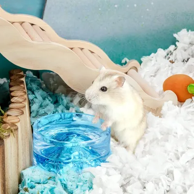 UAMLY Bols à boire en verre pour hamster
