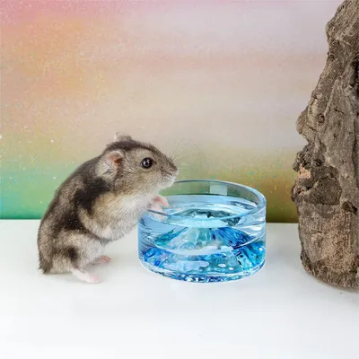 Bols à boire en verre pour hamster