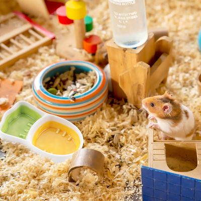 Bol d'eau pour petits animaux, en forme de carotte