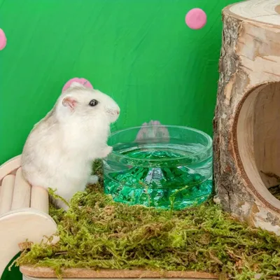 UAMLY Bols à boire en verre pour hamster