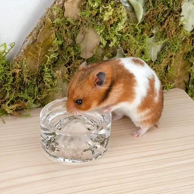 Bols à boire en verre pour hamster