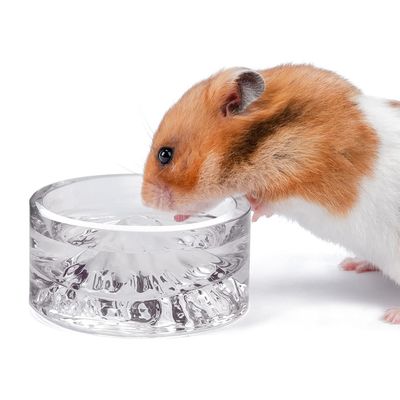 Bols à boire en verre pour hamster