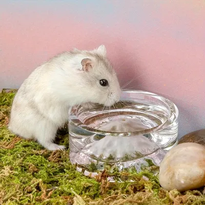 UAMLY Bols à boire en verre pour hamster