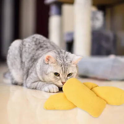 KPYTE Jouets d'auto-divertissement pour chats