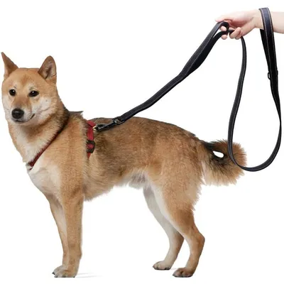 Reitlaze Laisse Corde pour Chien avec Poignée Rembourrée Douce