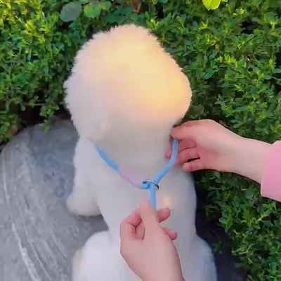 Laisse coulissante pour l'éducation canine, corde en P