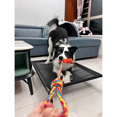 Jouet en corde pour chien, jouet à mâcher en caoutchouc