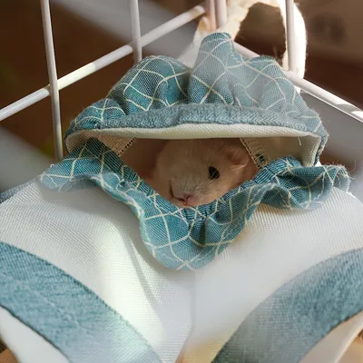 Tunnel d'angle pour cochon d'Inde