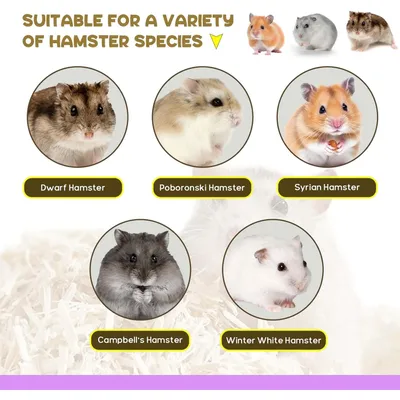 Tunnel pour hamster, Cachette pour hamster grimpant à l'échelle