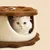 Qinhul Lit pour chat et chien au design biscuit