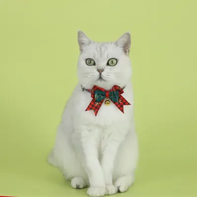 Qinhul Collier de Noël avec nœud pour chat