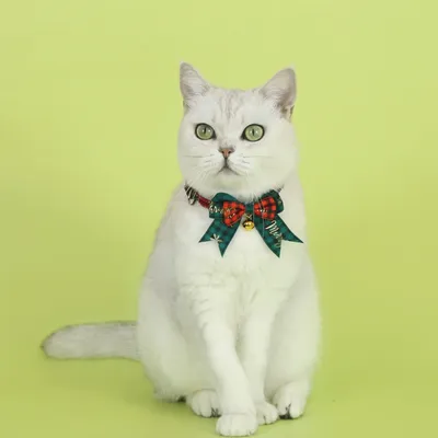 Qinhul Collier de Noël avec nœud pour chat
