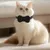 Collier GPS intelligent pour traceur d'animaux