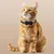 Collier GPS intelligent pour traceur d'animaux