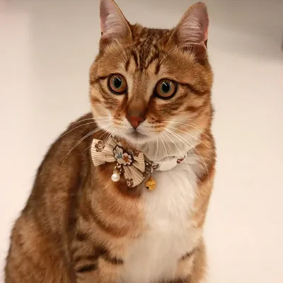 Qinhul Collier pour chat avec nœud papillon marron