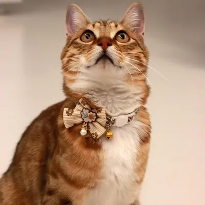 Qinhul Collier pour chat avec nœud papillon marron