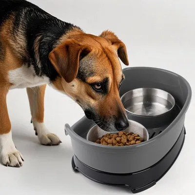 Ensemble de gamelles surélevées pour chien