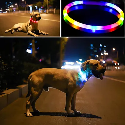 UAMLY Collier lumineux rechargeable pour chien