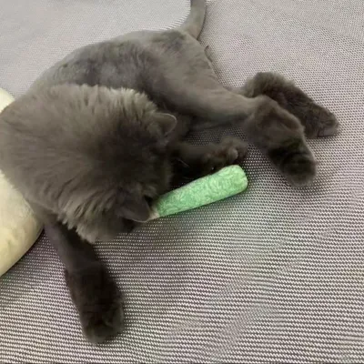 Jouets à l'herbe à chat pour chats, jouets à mâcher