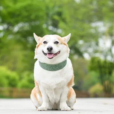 Collier pour chien à imprimé floral