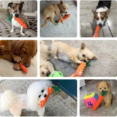 Jouet pour les dents du chien (carotte, poulets, haltère)