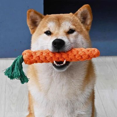 Jouet pour les dents du chien (carotte, poulets, haltère)