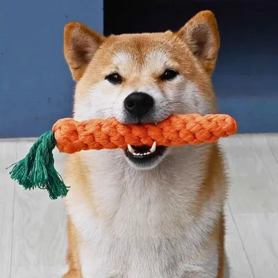 Jouet pour les dents du chien (carotte, poulets, haltère)