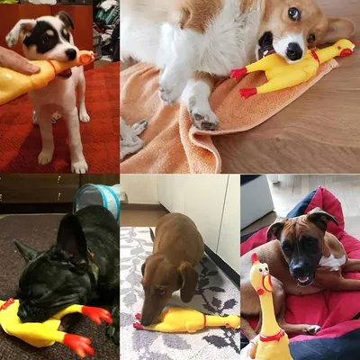 Jouet pour les dents du chien (carotte, poulets, haltère)