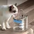 IntiMeg Fontaine d'eau automatique pour chats et chiots - 1,8L