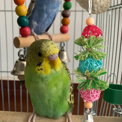 KPYTE Jouet perroquet en rotin et feuilles de maïs