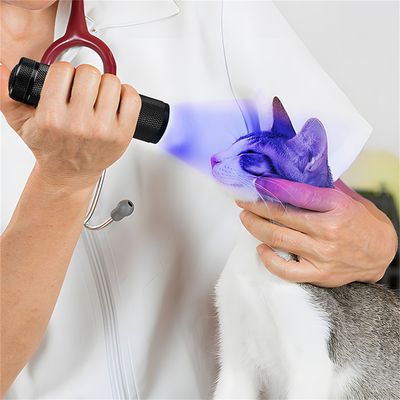 IntiMeg Linterna UV con luz LED de 395 nm