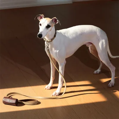 IntiMeg Collier pour Chien avec sac poubelle magnétique