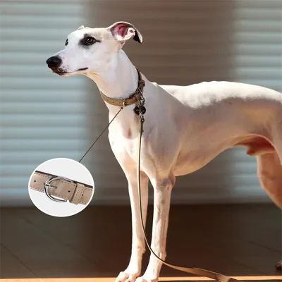 IntiMeg Collier pour Chien avec sac poubelle magnétique