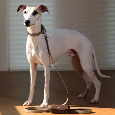 IntiMeg Collier pour Chien avec sac poubelle magnétique